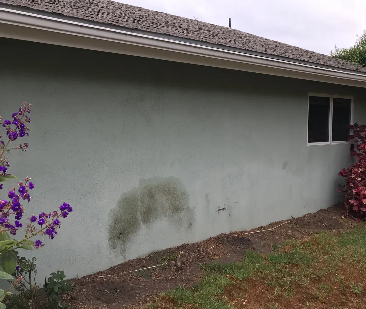Stucco home wall before soft washing, with green algae staining near the base
